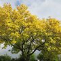 Gewone es (Fraxinus excelsior) herfstkleur